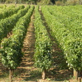 Quelques rangées de vignes