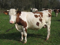 Vache à corne