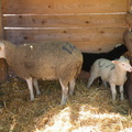 Moutons à la mini ferme