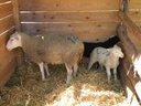 Moutons à la mini ferme