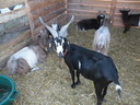 Chèvres de la mini ferme