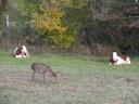 Biche