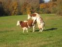 Franche-Comt�