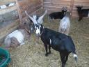 Ch�vres de la mini ferme