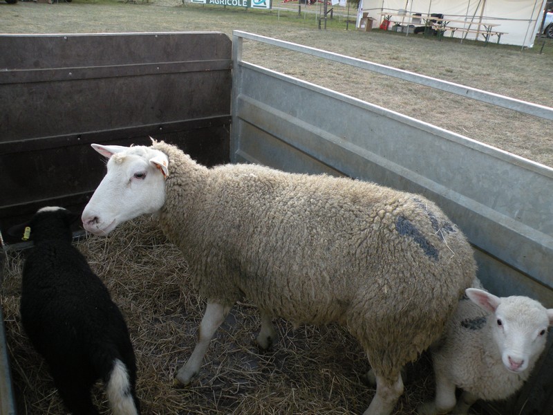 la famille mouton part également en bétaillère